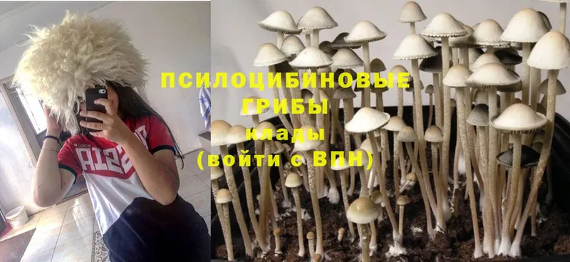 блэк спрут ONION  Кодинск  Галлюциногенные грибы Psilocybe  как найти закладки 